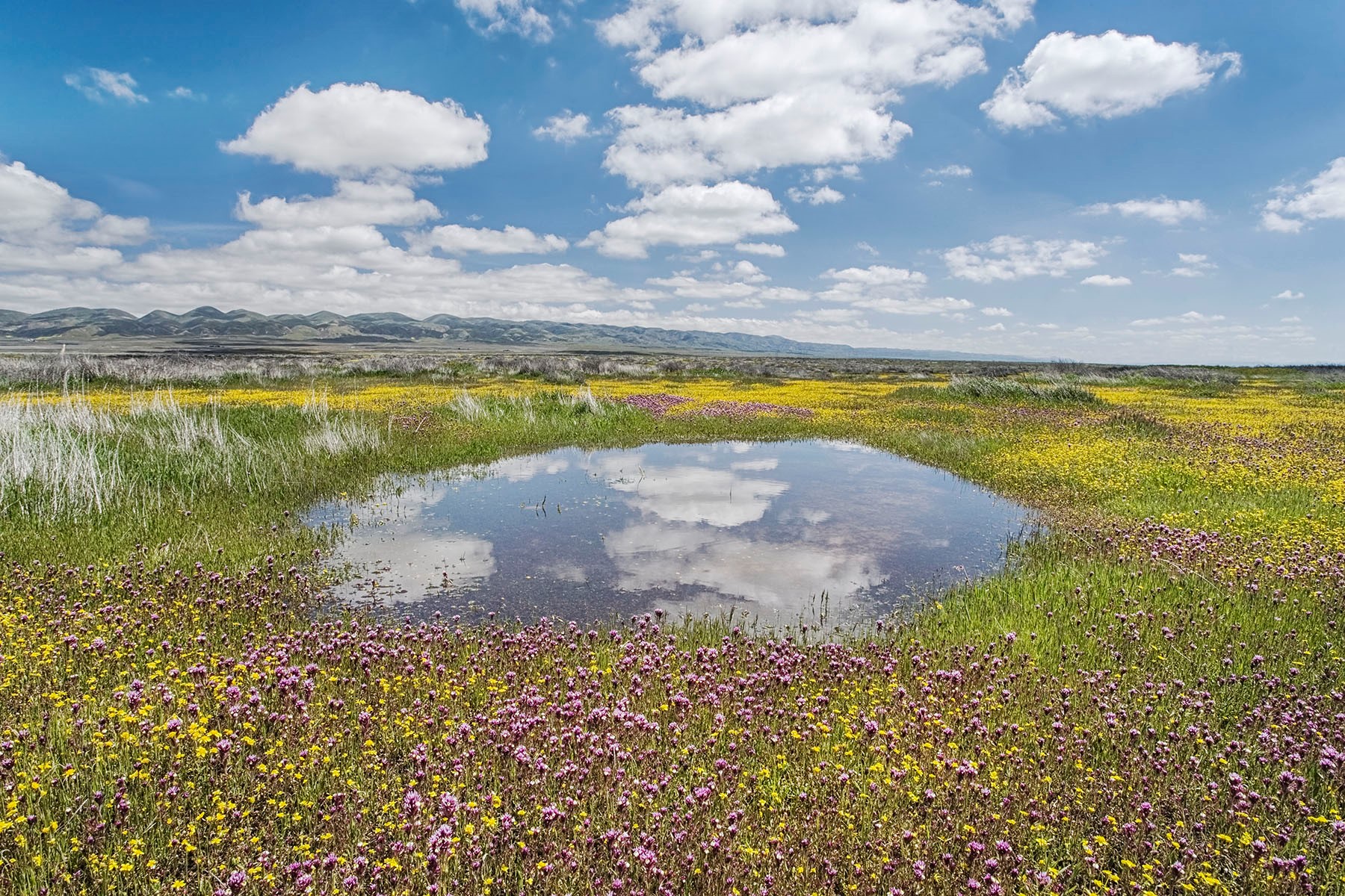 Vernal Pool. © Bill Bouton