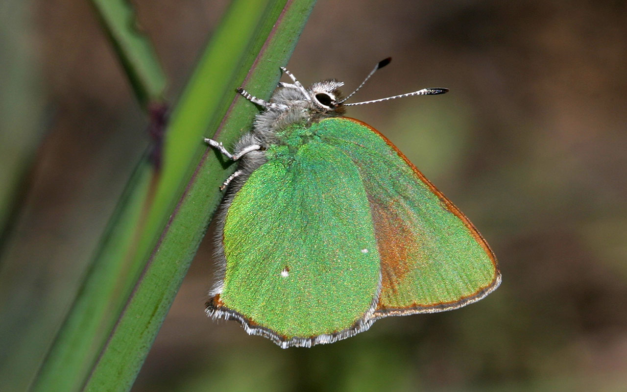 Lotus Hairstreak. © Bill Bouton