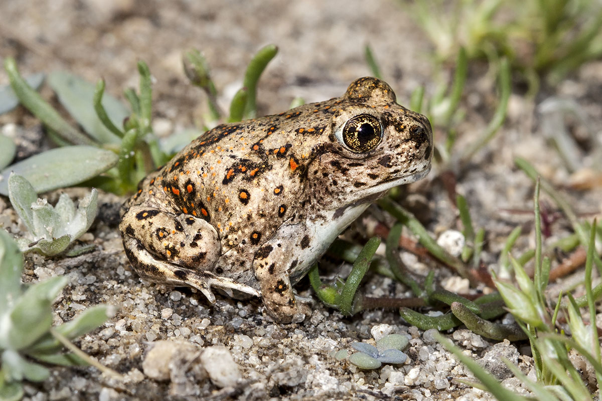 Western Spadefoot Toad. © Bill Bouton