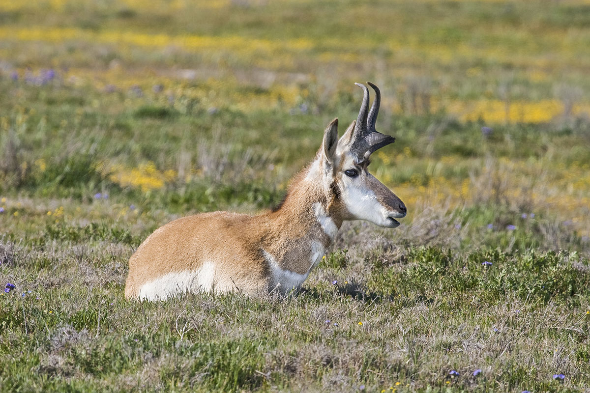Pronghorn. © Bill Bouton