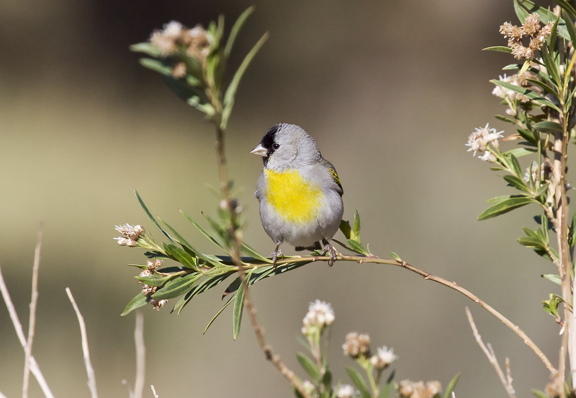 Lawrence's Goldfinch. © Bill Bouton