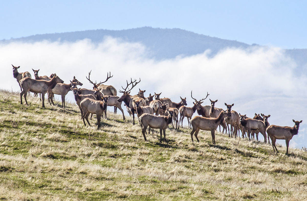 Tule Elk. © Bill Bouton