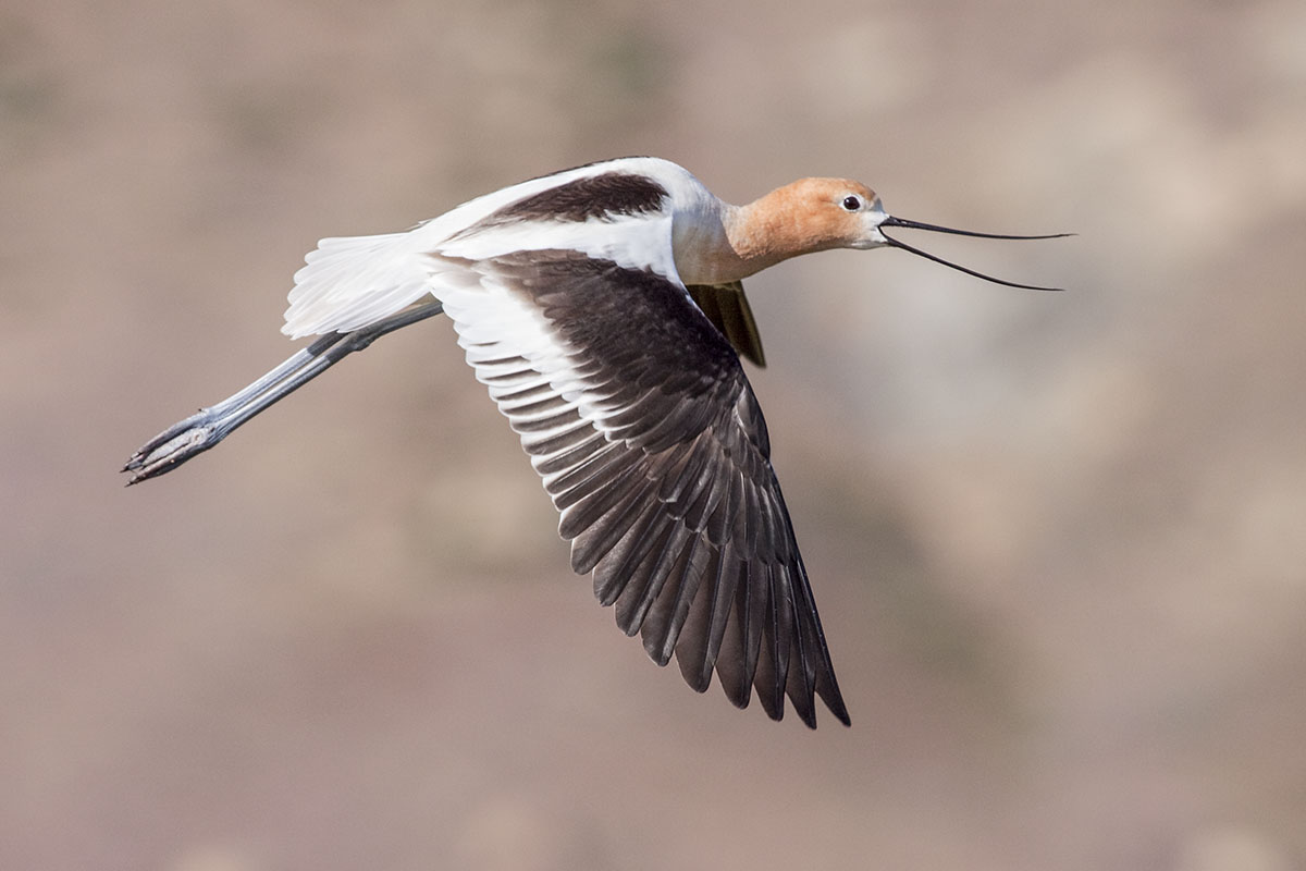 American Avocet. © Bill Bouton