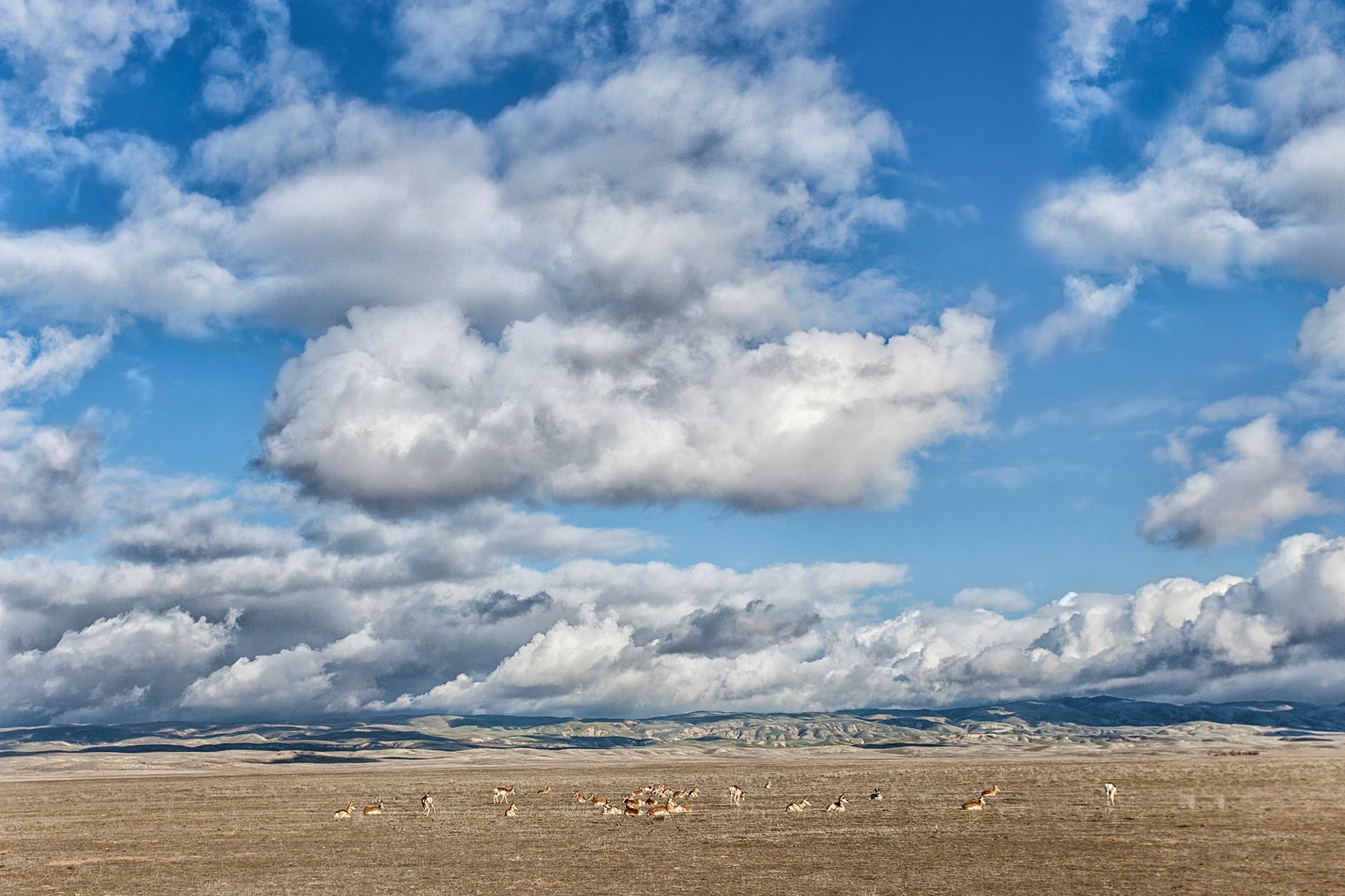 Pronghorn Herd. © Bill Bouton