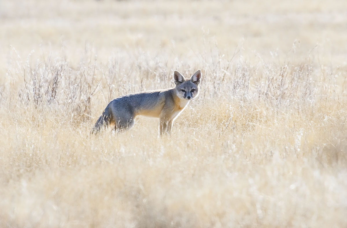 San Joaquin Kit Fox. © Bill Bouton