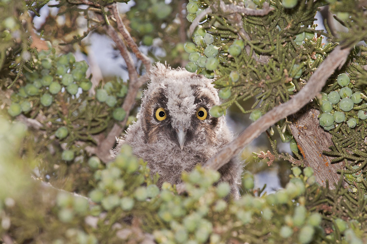 Long-Eared Owl Fledgling in Juniper. © Bill Bouton