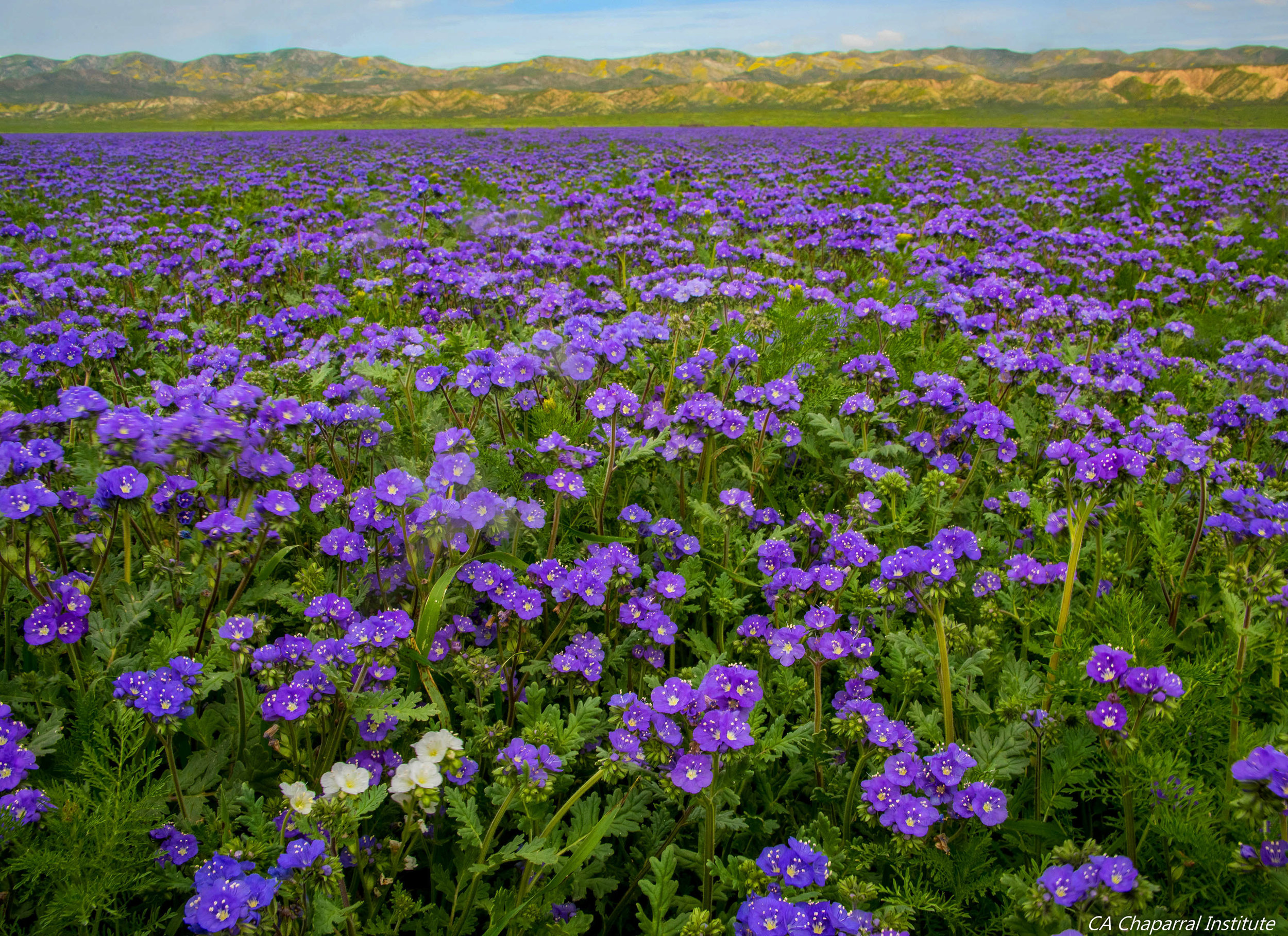 Phacelia. © Rick Halsey