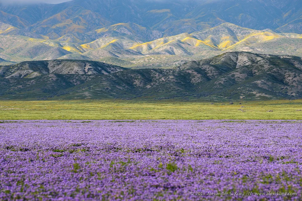 Phacelias & Temblor Range © Alexander S. Kunz