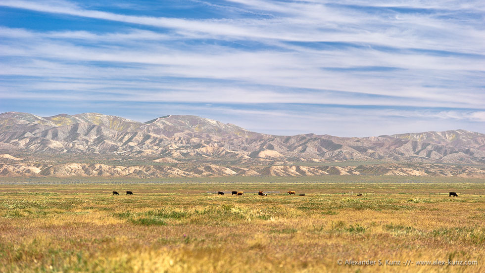 Cows Below Temblor Range © Alexander S. Kunz