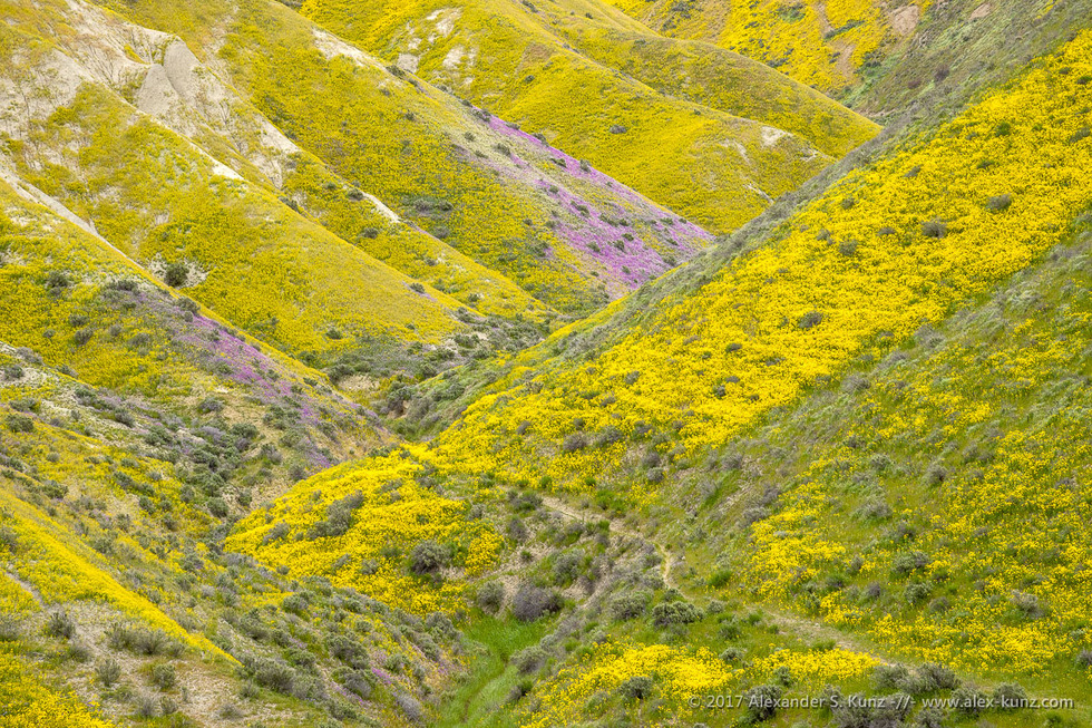 Hillside Daisies in Temblor Range © Alexander S. Kunz