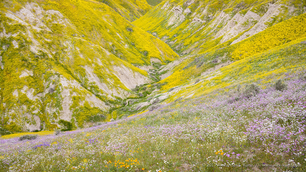 Hillside Daisies, Temblor Range © Alexander S. Kunz