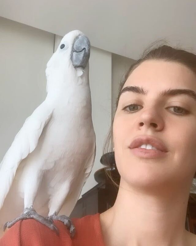 Meet Hannibal, my family&rsquo;s beautiful, cuddly cockatoo! 🕊🤍☁️Physical contact between all living things is so important right now more than ever🧍🏽&zwj;♀️🌱🕊 In a time of ISOLATION, it&rsquo;s crucial to remember to make time to engage with l