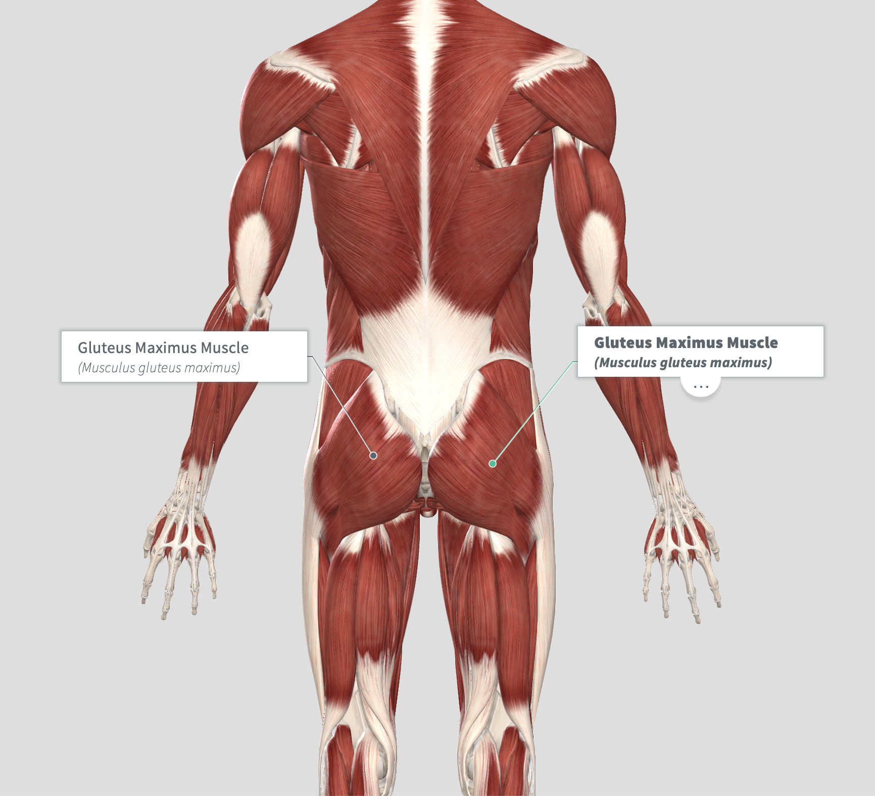 Belly Button and Glutes .png