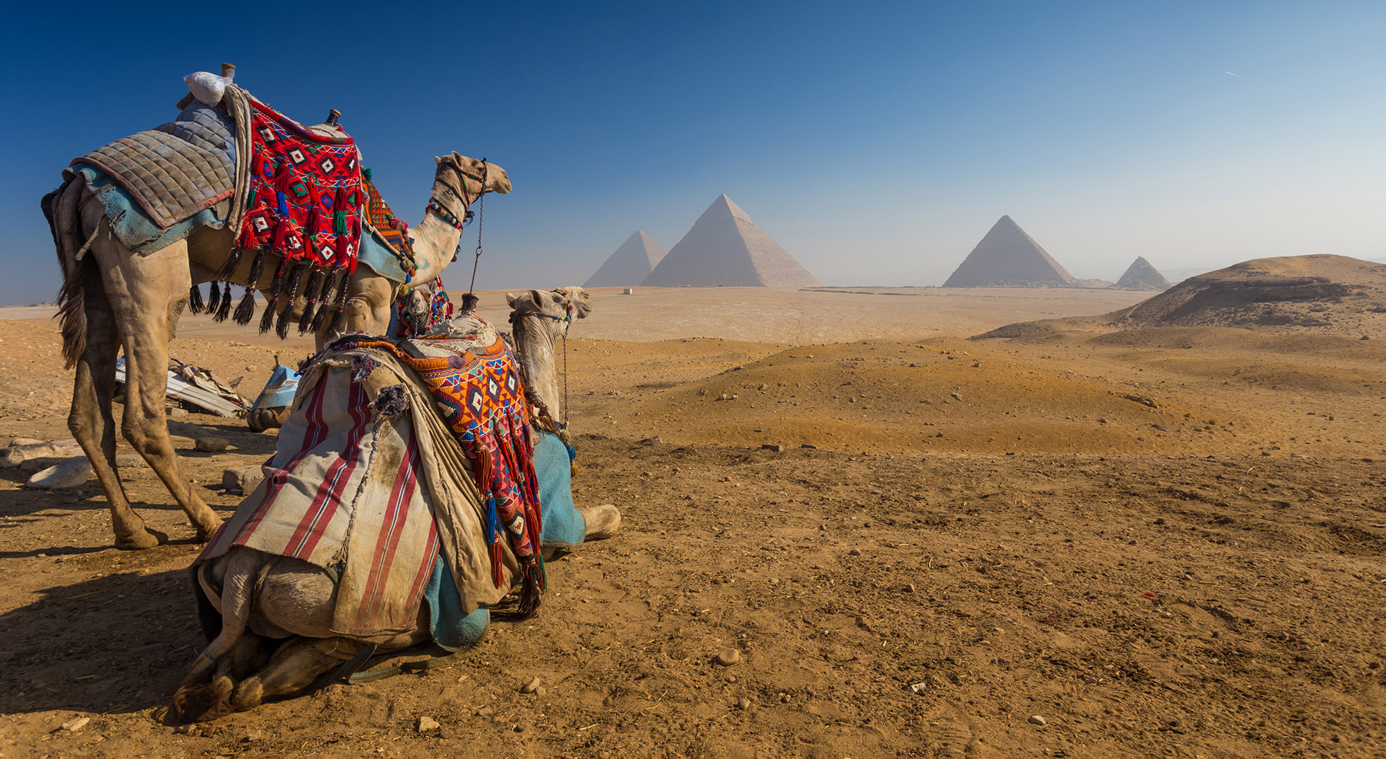 Camels at Pyramids Giza Egypt