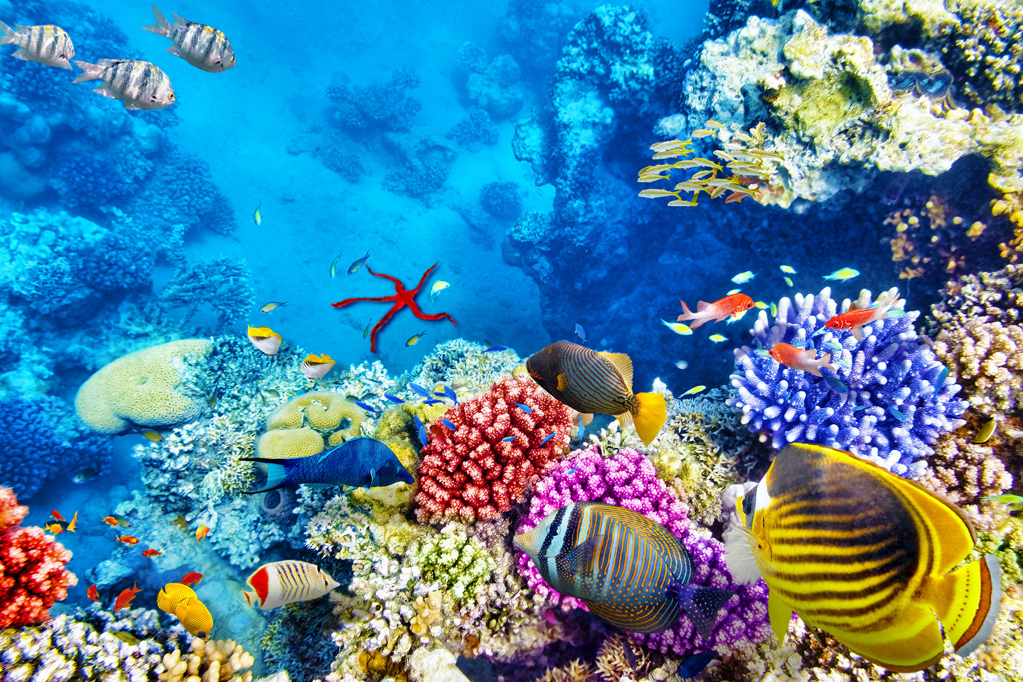 Underwater marine life Red Sea