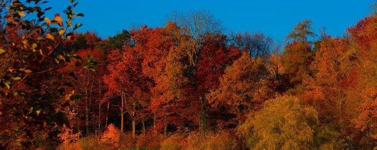 leaves.jpg