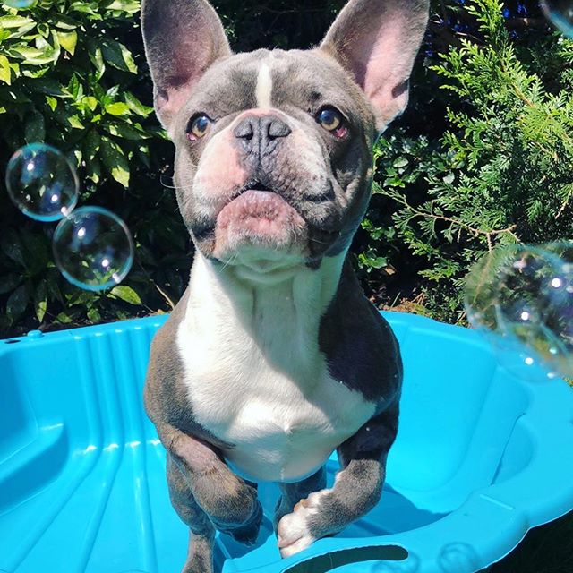 Oscar is waiting for the weekend like...! 💎💙💎💙💕💙💕 🐾 💦 🐾 Splish splash! 💖 💦 💖 Connect with Pip &amp; his flawless, fun-loving, frenchie family on #Petzbe today! 📲🐾 Username: @ frenchiies! 🌟💖🐾 💦 @frenchiesquad_
