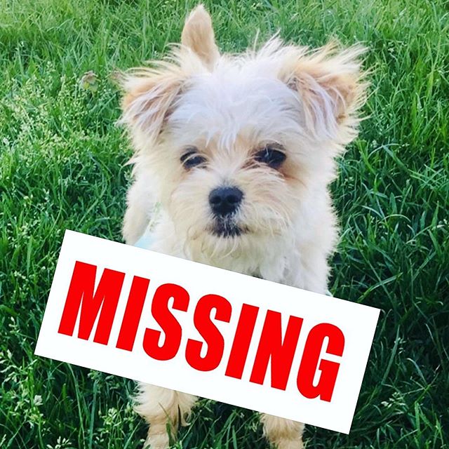 Beloved #Petzbe member, Prince, has gone missing! He was last seen in Clifton, New Jersey. He is a small morkie dog &amp; is completely friendly. His family lives in Prospect Park, NJ. On behalf of Petzbe we are offering a reward for his safe return.