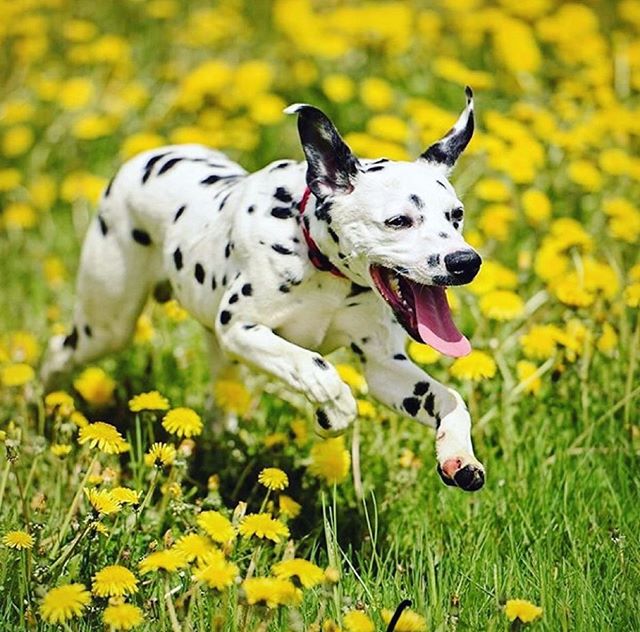 Happy #TongueOutTuesday from Buddy the Dalmatian! How insanely cute is he?! We can&rsquo;t get over it.💖😛 *Sniff* Buddy today on #Petzbe &amp; become best furrrrends furrrever! 🐾 📲