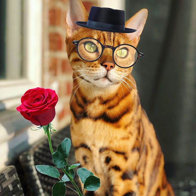 Will you accept this 🌹rose🌹 from the stunningly handsome catchelor @jax_the_bengal_kitty?! 🌹❤️💖🌹 *Sniff* Jax today on #Petzbe to be dazzled &amp; charmed on the daily! 🐾📲 #app