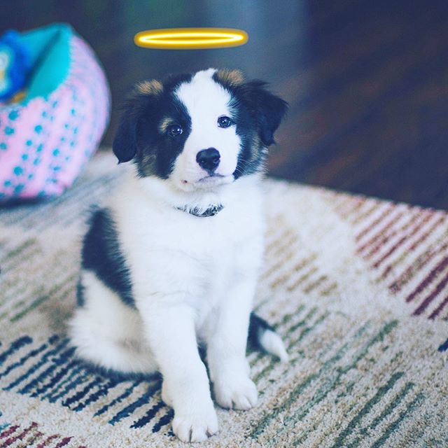 @bobo.billionaire is a #Petzbe⭐️🐾supawrstar🐾 ⭐️! Bobo is a #bordercollie &amp; #australianshepherd mix. He loves to sit, shake, jump through his agility hoop, dig in the mud, annoy his big sisters @butterandmala (who he loves so much), &amp; play w