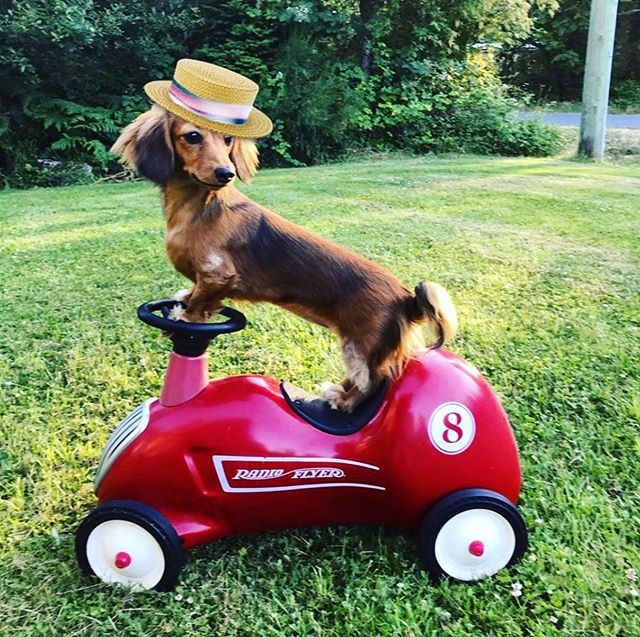 GinnyBean ALWAYS rides in style. 🚗 👒☀️❤️ *Sniff* Ginny today on #Petzbe &amp; maybe she will let you take a ride with her in her sweet whip! 🚗💖 🐾 📲