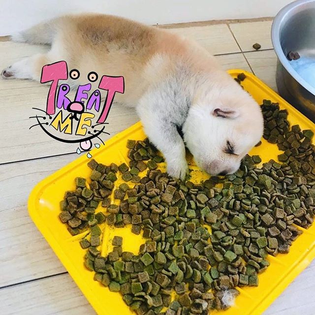 LV the Chowsky knows how to celebrate #SundayFunday the way it&rsquo;s meant to be celebrated... with a delicious nap. 💤💞💤 *Sniff* this sleepy cutie today on #Petzbe 🐾📲 Username: @ chowie
