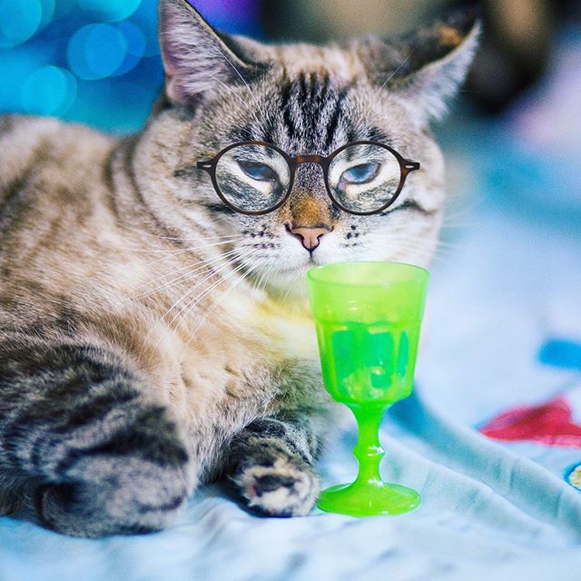 @bellini.the.yogini often times enjoys to 💤nap💤 &amp;🍹pawwwty🍹at the same time because she is an indepurrrdant lady &amp; she does what she wants. 💞🍾 💤 *Sniff* Bellini today on #Petzbe! 🐾📲