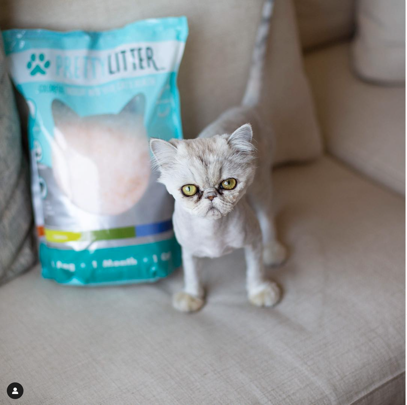 How To Connect with Pet Parents: The Power of Emotion in Branding