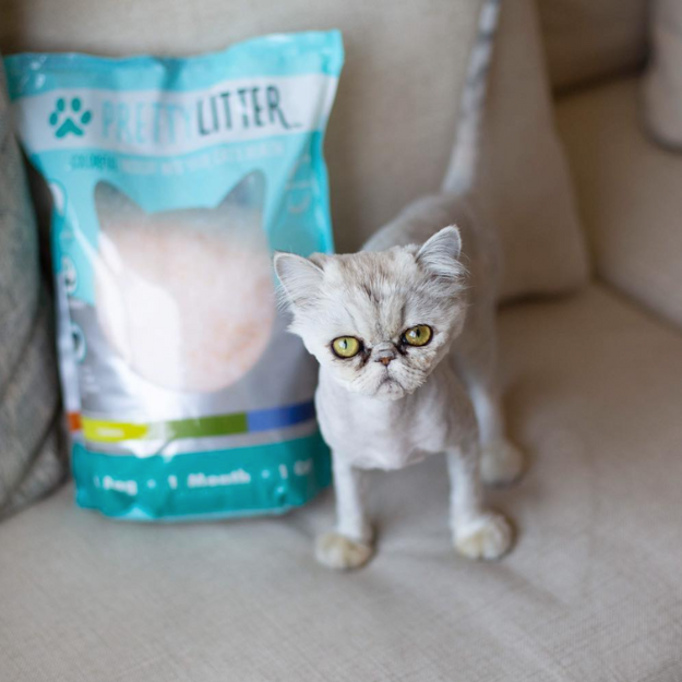 How To Connect with Pet Parents: The Power of Emotion in Branding ...