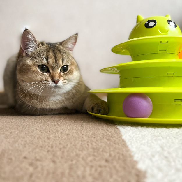 Pet Paradise: Elevating Your Vacation with Your Darling Pet in Mind ...