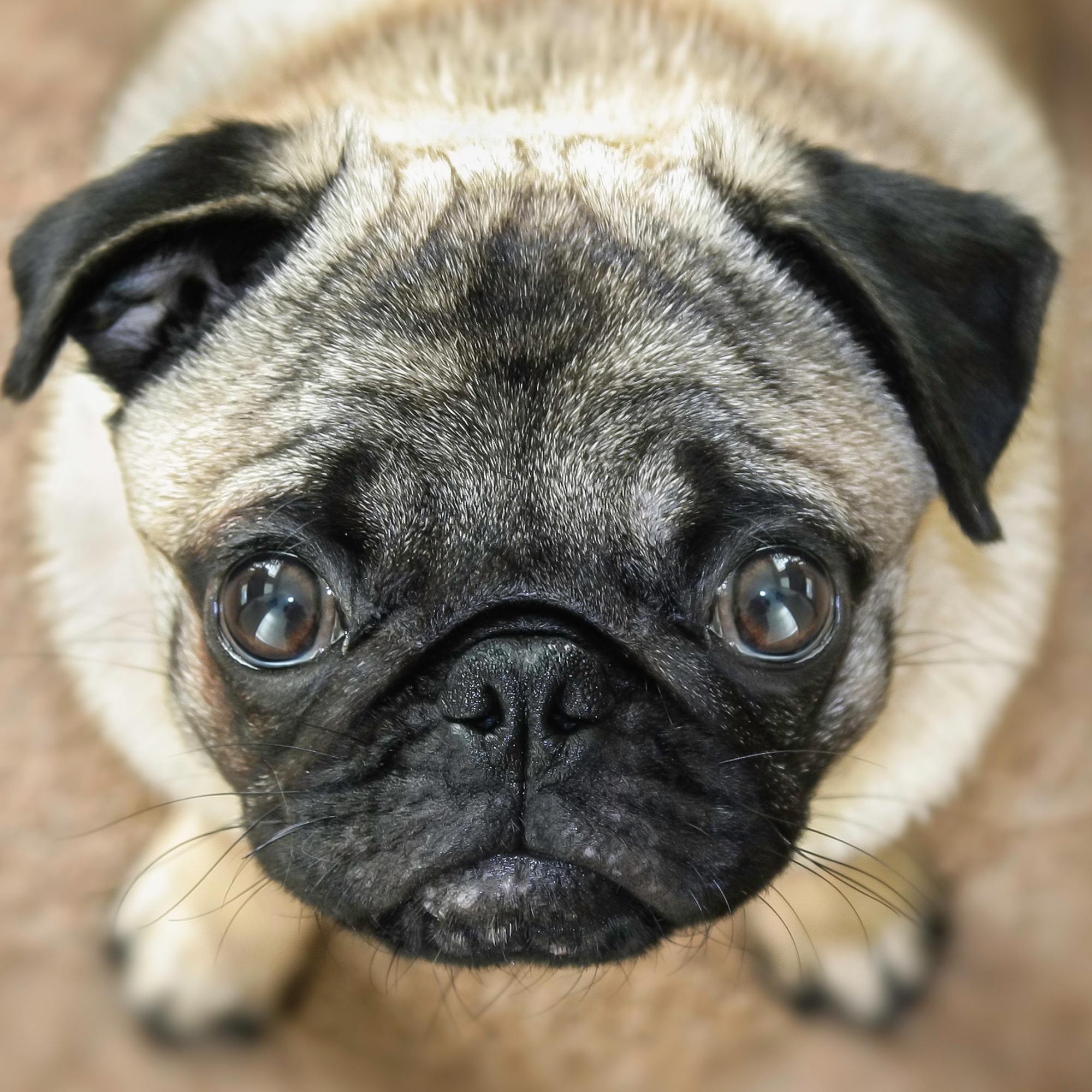 The Pawsitive Peeper: Understanding A Dog's Loving Gaze — Petzbe - A ...