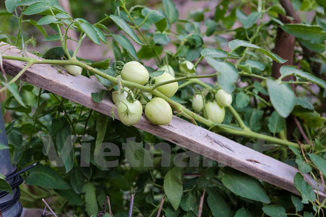 Những quả cà chua căng tràn sức sống. (Ảnh: Minh Sơn/Vietnam+)
