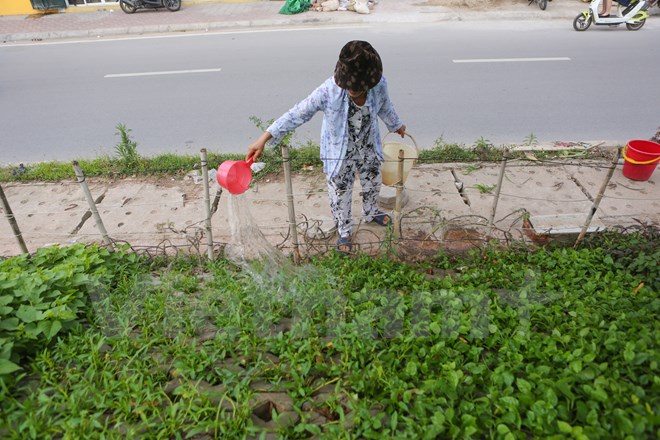 Thế nhưng cô Âu vẫn ngày ngày chăm sóc những luống rau sạch độc đáo này. ‘Làm vừa vui, vừa là để tập thể dục cho khỏe’. (Ảnh: Minh Sơn/Vietnam+)