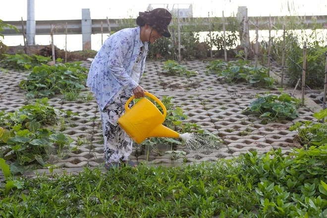Cô Nguyễn Thị Âu (65 tuổi) vui vẻ chăm sóc vườn rau rộng khoảng 80m2 của mình. Nhưng cô vẫn canh cánh nỗi lo vườn rau trồng ở đây luôn bị vặt trộm. ‘Chỉ cần không để ý một chút là có người ra vặt hết rau. Công sức trồng bao lâu của tôi bỏ đi hết’. (Ảnh: Minh Sơn/Vietnam+)