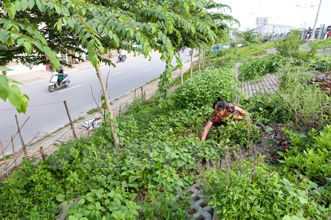 Để trồng rau trong những hốc đá nhỏ này, người trồng phải dùng que sắt xới từng gốc cỏ lên, mua đất vi sinh đổ vào từng ô rồi mới gieo hạt trồng rau. (Ảnh: Minh Sơn/Vietnam+)
