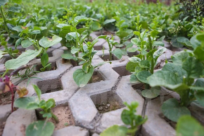 Nỗi lo rau bẩn tràn lan trên thị trường nên ngày càng nhiều người dân sống tại Hà Nội làm ‘nông dân’ tự trồng rau sạch. Cách này không chỉ để cải thiện chất lượng bữa ăn cho gia đình mà còn góp phần tiết kiệm khoản chi phí không nhỏ. (Ảnh: Minh Sơn/Vietnam+)