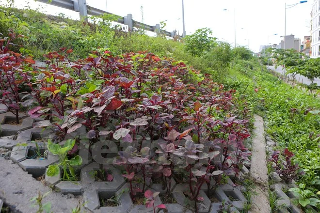 Đoạn taluy dài gần 1km vốn để chống sạt lở cho hai bên đường Bưởi cỏ lau dại mọc kín. Thấy vậy, một số gia đình đã quyết tâm khai hoang và biến những ô đất trống này trở thành vườn rau sạch cho gia đình. (Ảnh: Minh Sơn/Vietnam+)