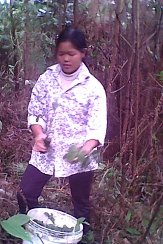 Cô gái vùng núi Lai Châu bảo tồn và phát triển cây lá tắm dân tộc