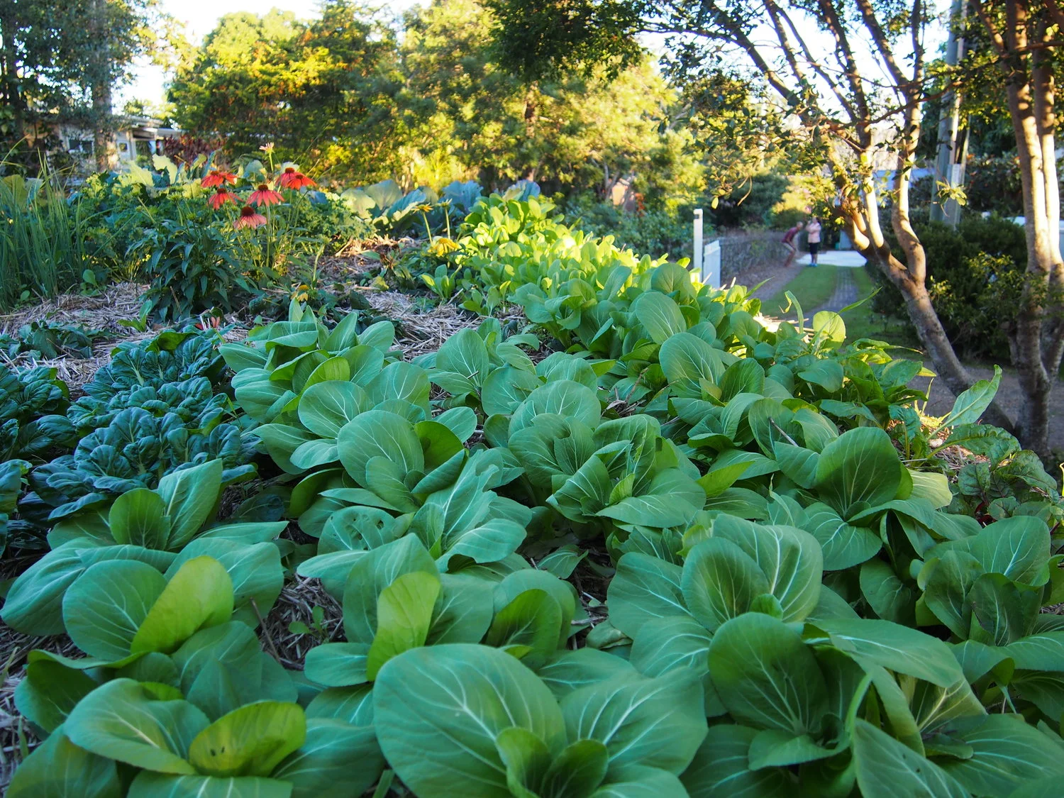 Con đường rau quả bên bờ biển Queensland