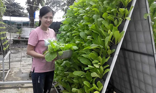 MS-005: Tháp rau 6m2 cho thu hoạch gần 30 kg chỉ sau một tháng