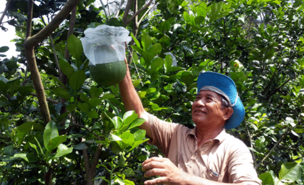 Lão nông Nguyễn Văn Long chăm sóc vườn bưởi da xanh thực nghiệm. Ảnh: Hồ Văn