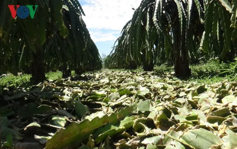Nông dân Bình Thuận sáng chế máy băm cành thanh long giúp tăng lợi nhuận cho người dân