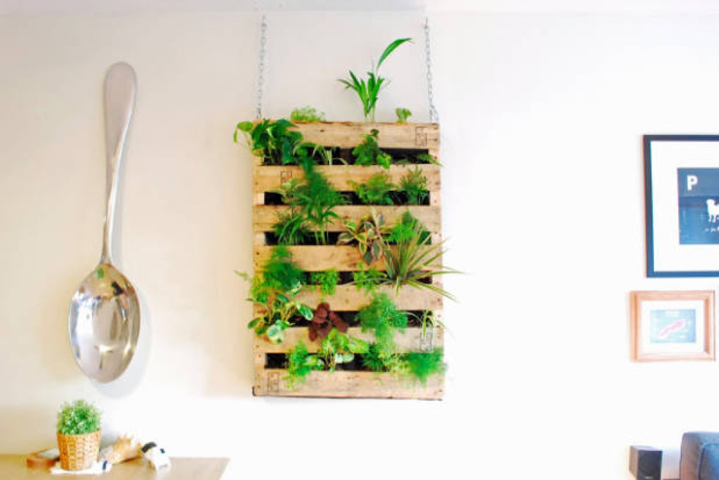  Từ những mảnh gỗ xếp xó không dùng đến, có thể thiết kế thành một "bức tường sống" trồng rau, củ và treo trong nhà bếp như thế này 