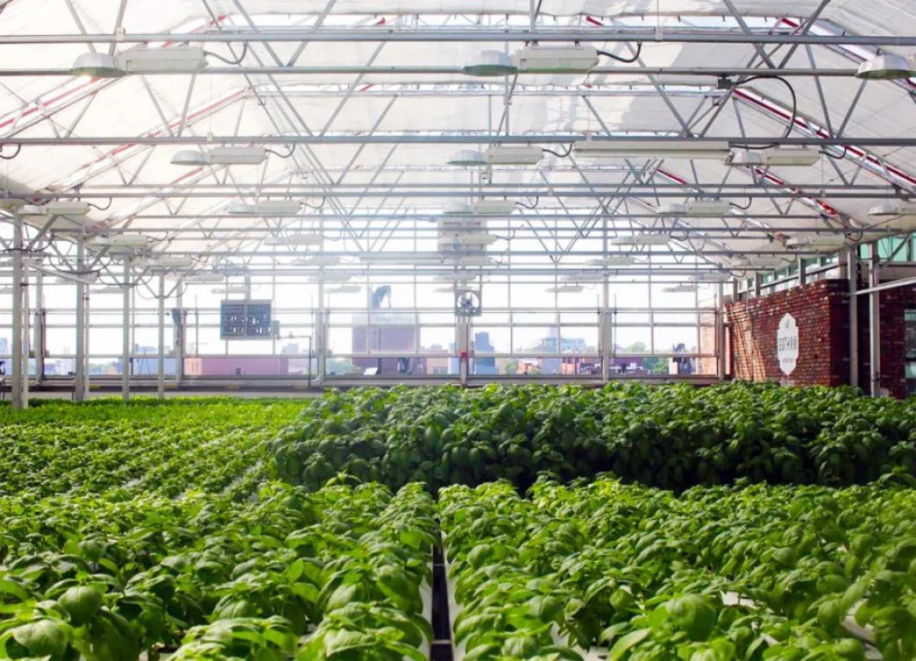 6 trang trại đô thị lớn nhất thế giới