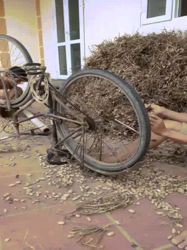 Thậm chí là bạn có thể dùng cả xe đạp cũ để tuốt lạc.