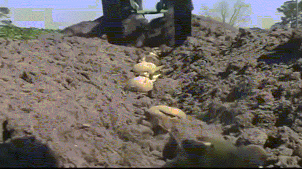 Máy vùi đất công nghệ "3.5".