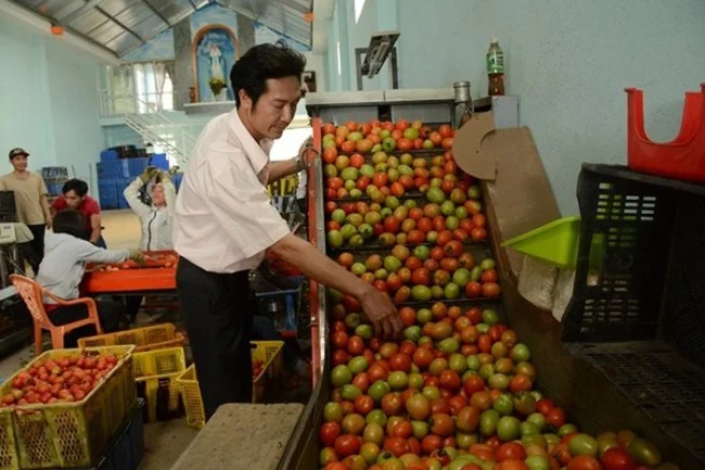 Cà chua được chuyển tới các bộ phận rửa, phân loại, hong sấy và đánh bóng quả