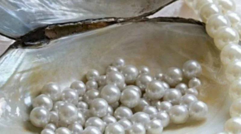 Mô hình nuôi trai nước ngọt lấy ngọc thu tiền tỷ mỗi năm