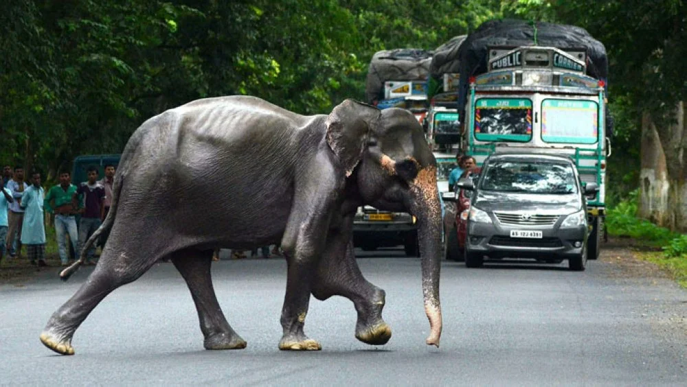 Những âm thanh vo ve của ong sẽ làm voi sợ và chạy xa.